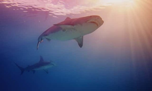 Où trouver les expériences de plongée les plus éthiques avec les requins en Afrique du Sud ?