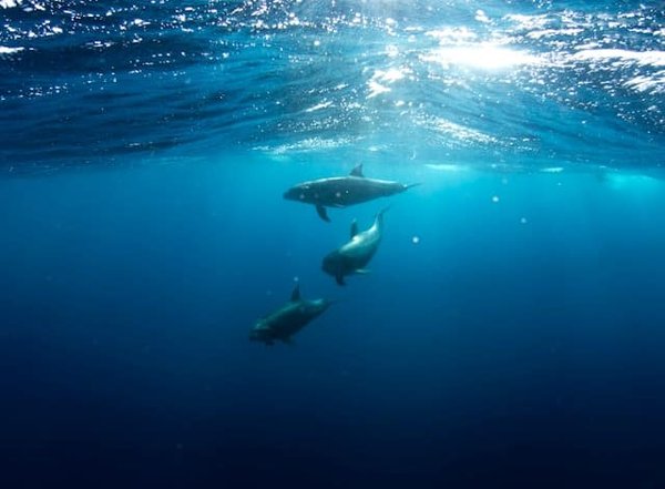 Où observer les dauphins en milieu naturel dans la baie d'Ogasawara, Japon ?